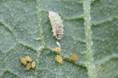 Aphis gossypii