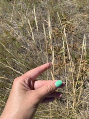 Hesperostipa curtiseta