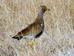 Vanellus senegallus lateralis