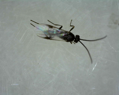Microgastrinae
