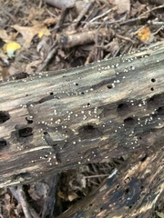 Helicogloea compressa