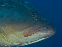 Epinephelus marginatus