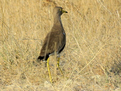 Vanellus senegallus lateralis