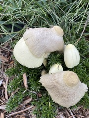 Leucocoprinus