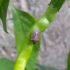 Holcostethus sphacelatus