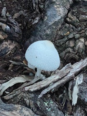 Leucocoprinus