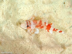 Scorpaena maderensis