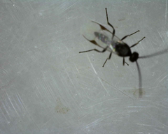 Microgastrinae