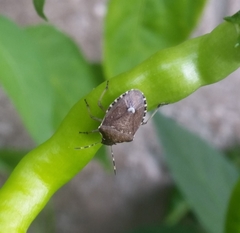 Holcostethus sphacelatus