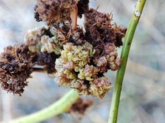 Aceria chondrillae