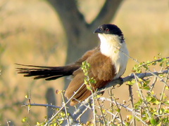 Centropus senegalensis flecki
