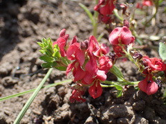 Indigofera hilaris