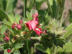Indigofera hilaris