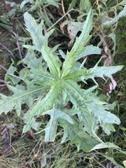 Cirsium arvense
