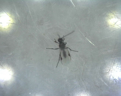 Microgastrinae