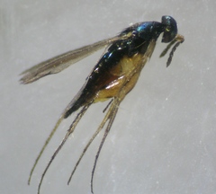 Elasmus
