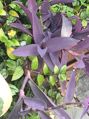 Tradescantia pallida