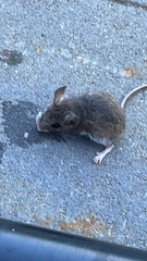 Peromyscus maniculatus