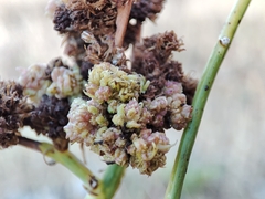 Aceria chondrillae