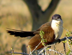 Centropus senegalensis flecki