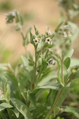 Cynoglossum cheirifolium