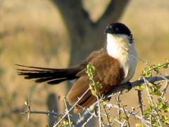 Centropus senegalensis flecki
