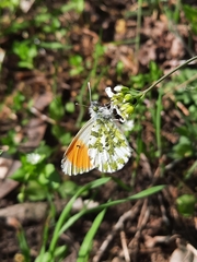 Anthocharis cardamines