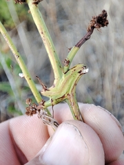 Timaspis chondrillae