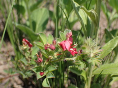Indigofera hilaris