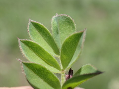 Indigofera hilaris