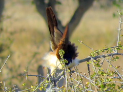 Centropus senegalensis flecki