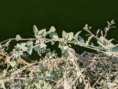 Atriplex nummularia