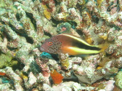 Paracirrhites forsteri