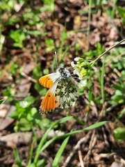 Anthocharis cardamines