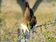 Centropus senegalensis flecki