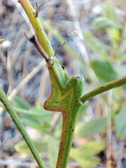 Timaspis chondrillae