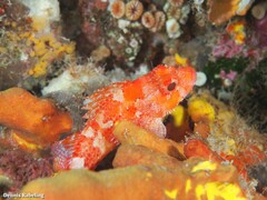 Scorpaena maderensis