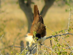 Centropus senegalensis flecki
