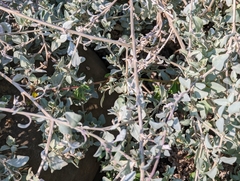 Atriplex nummularia