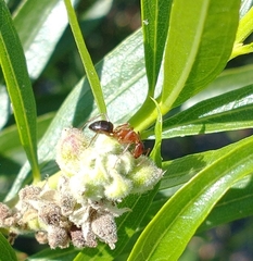 Myrmentoma