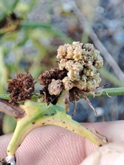 Timaspis chondrillae