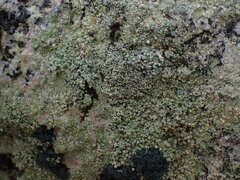 Coccotrema maritimum