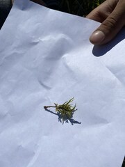 Pleurozium schreberi