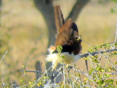 Centropus senegalensis flecki