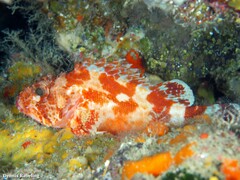 Scorpaena canariensis