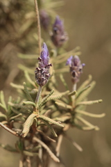 Lavandula