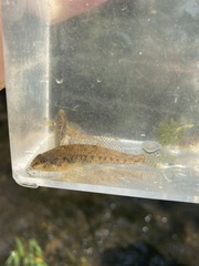 Etheostoma nigrum