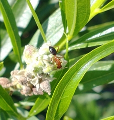Myrmentoma