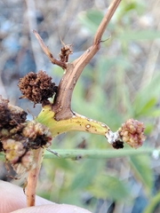 Timaspis chondrillae