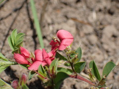 Indigofera hilaris